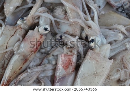 fresh squid display and selling in market AT SKHIRAT MORRCO 

