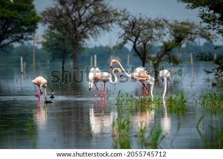 nature scenery or natural painting by Greater flamingo flock or flamingos family during winter migration at Keoladeo National Park or Bharatpur bird sanctuary rajasthan india - Phoenicopterus roseus Royalty-Free Stock Photo #2055745712
