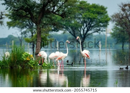nature scenery or natural painting by Greater flamingo flock or flamingos family during winter migration at Keoladeo National Park or Bharatpur bird sanctuary rajasthan india - Phoenicopterus roseus Royalty-Free Stock Photo #2055745715