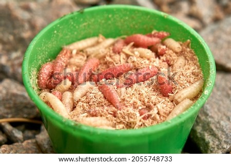 Fly larvae for a fisherman in a bank on the rocks by the river. Close-up. White and red worms in the jar. Food for fish and river animals. Fishing background