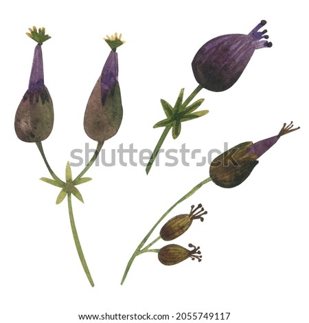 Watercolor illustration of isolated wild field flowers. Botanical illustration