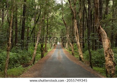 a road in a beautiful forest