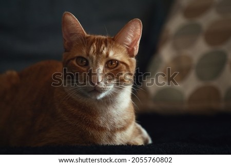 Portrait of an orange and white colored cat, lying on a couch, looking at the camera