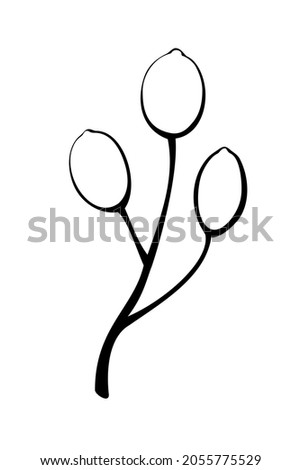 Vector abstract outline twig with berries in doodle style. Botanical clipart, element for the design of postcards, invitations, creating logos or banners