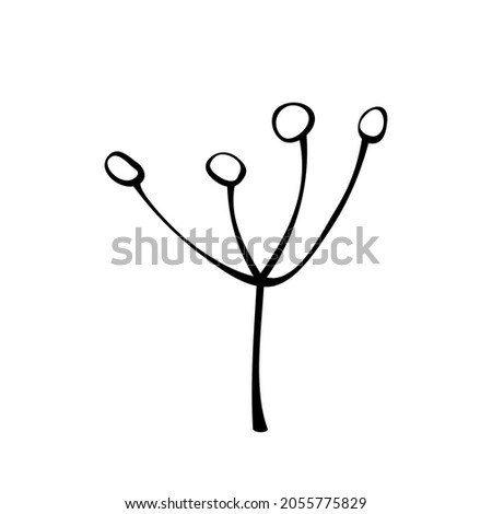 Vector contour twig with berries or seeds, abstract inflorescence, fruits, dill in doodle style. Botanical clipart