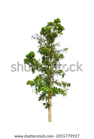 Green trees that are isolated on a white background