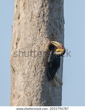 A male Wreathed Hornbill feeding its family members in the nest cavity