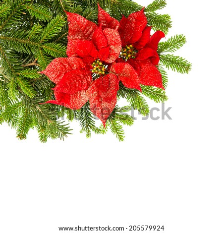 christmas tree branch with red poinsettia flower over white background