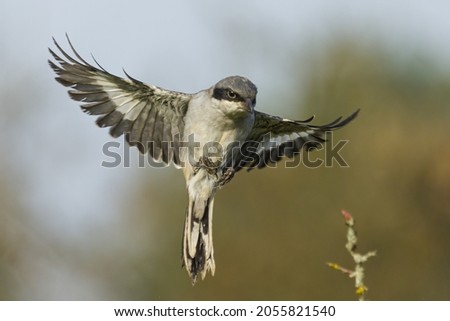 A great grey shrike approaching a twig with food Royalty-Free Stock Photo #2055821540