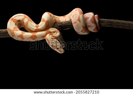 Snake red-tailed boa hanging on a branch isolated on black background Royalty-Free Stock Photo #2055827210