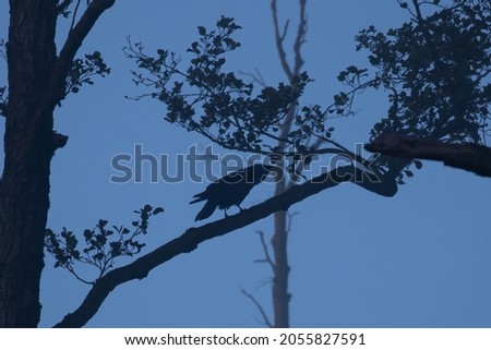 Common raven (Corvus corax) on a tree branch in the morning, large bird with long wings and thick beak, black large bird
