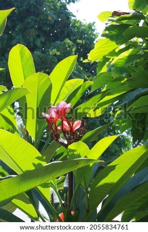red frangipani flowers grow around the garden with potrait style