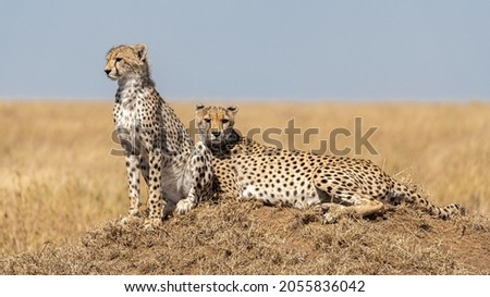 Cheetah (Acinonyx jubatus) 
resting on an elevation of ground in Serengueti National Park, Tanzania.