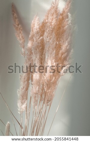 Twigs of pompous grass in the rays of the sun with selective focus. Royalty-Free Stock Photo #2055841448