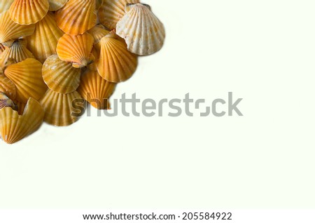set of seashell isolated on white background - stock photo