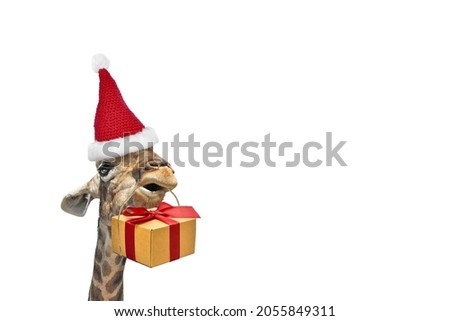 Giraffe with a Christmas present in his teeth and in a red Santa hat isolated on a white background.  Place to add text.  New Year or Christmas clipart.  Design element