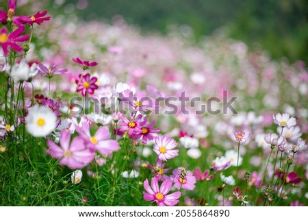 Flower background of the colorful cosmos in the garden. Blurry background