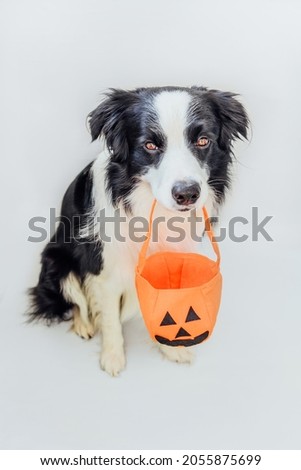 Trick or Treat concept. Funny puppy dog border collie holding pumpkin basket in mouth isolated on white background. Preparation for Halloween party