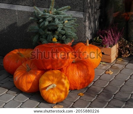 Large orange pumpkins are stacked near stone wall with small spruce. Blooming heather in the background. Fruits of harvest in stone-paved courtyard in anticipation of holiday. 
