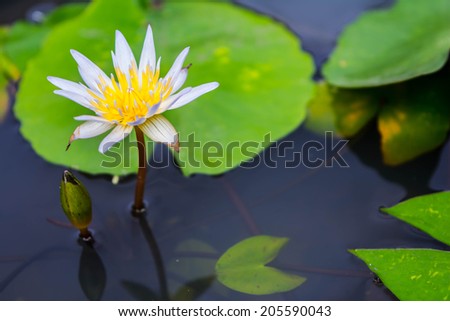violet lotus flower in water