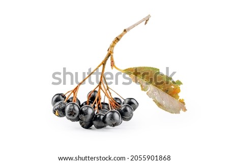 aronia is isolated on a white background.