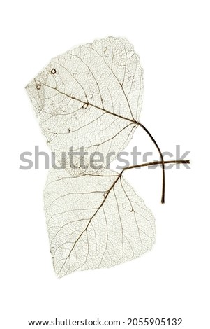  leaf vein texture background abstract