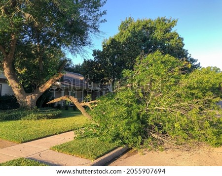 Huge oak tree with broken branches by wind damage on side walk of residential neighborhood in suburbs Dallas, Texas, America. Wind damaged, insurance claim Royalty-Free Stock Photo #2055907694