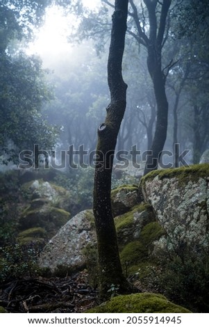 evergreen oak with fine trunk and knot in the middle of the forest with ground covered with autumnal leaves and rocks with moss with morning light creeping between the leaves and trunks with dense fog