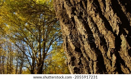A big trunk of an old tree and an autumn forest on a clear day, blue sky. Autumn, October, Siberia background