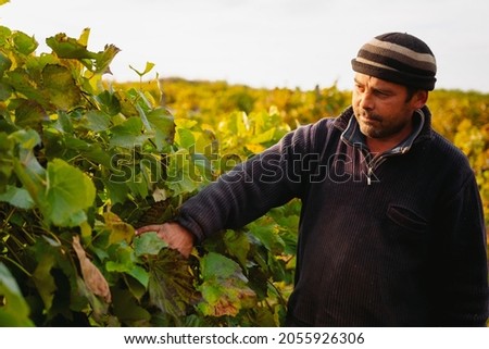 Worker man walking around vineyards touching the grape leaves in the early morning, harvest time of the grape.