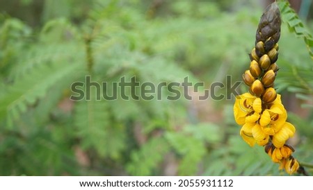 African senna flowers blossom, gardening in California, USA. Natural botanical close up background. Yellow bloom in spring morning garden, fresh springtime flora in soft focus. Candlestick juicy plant
