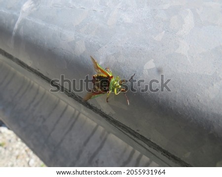 a small green beetle (Palomena prasina) crawls on a metal surface on a sunny autumn day captured on camera at close range