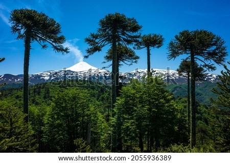 Villarrica volcano and Araucaria araucana forest (Monkey puzzle trees), Villarrica National Park, Chile, Lush green environment and smoking volcano crater Royalty-Free Stock Photo #2055936389