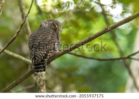 An Asian Barred Owlet on a branch during daytime