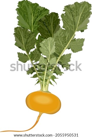 Orange turnip for banners, flyers, posters, cards. Yellow turnip with tops. Fresh organic and healthy, diet and vegetarian vegetables. Vector illustration isolated on white background. Royalty-Free Stock Photo #2055950531