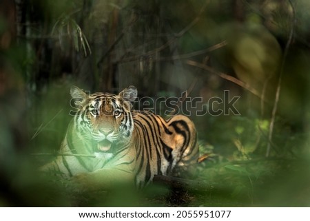 Panthera Tigris in its natural habitat...