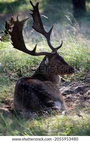Close up photo of fallow deer with big horns. Wildlife picture. Male deer in a forest. Nature of Europe. 