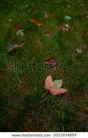 falling leaf in autumn park land grass ground background texture with perspective soft focus vertical photography