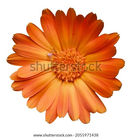 Orange calendula flower, top view. A little spider on a flower. Isolated on a white background.