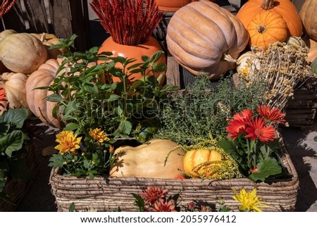 Beautifully decorated gift basket of autumn flowers, plants and pumpkins for home and garden decoration outdoor of greek flower garden shop in October. Horizontal. Daylight. Close-up.