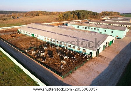 Cowshed with cows near farm, aerial view.  Farm building at agriculture field. Production of milk and Animal husbandry. Cow Dairy. Farm animals and Agronomy. Farm of cattle. Cows at field.