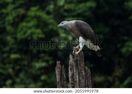 A Grey-headed Fish Eagle on a tree stump