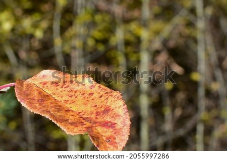 The last dying leaf of a tree on blurred autumn forest background Royalty-Free Stock Photo #2055997286
