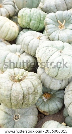 Pumpkins picture taken at the pumpkin patch