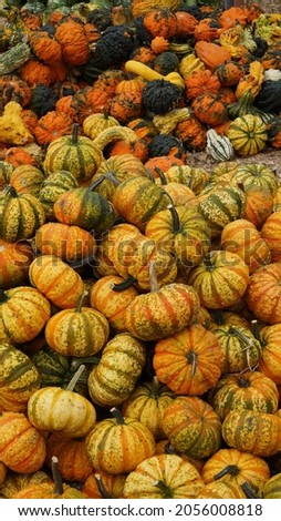 Pumpkins picture taken at the pumpkin patch