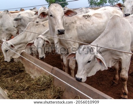 A group of Nelore cattle herded in confinement in a cattle farm in Mato Grosso state, Brazil Royalty-Free Stock Photo #2056010909