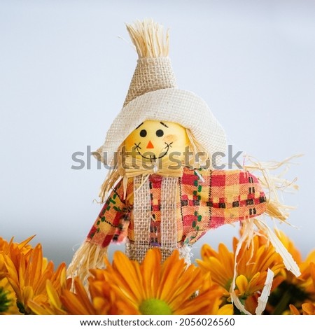 small scarecrow in a field of orange daisies