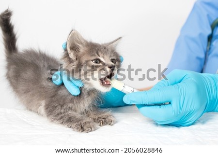 The veterinarian gives the kitten a cure for the worms. Prevention and treatment of cats, veterinary clinic.
