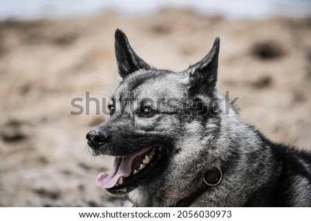 norwegian elkhound playing on the beach Royalty-Free Stock Photo #2056030973