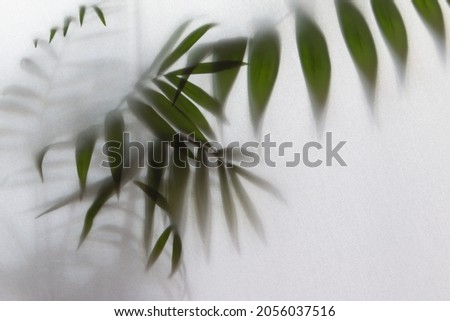 blurred picture with fog effect of palm leaves silhouettes behind frosted glass with backlight  